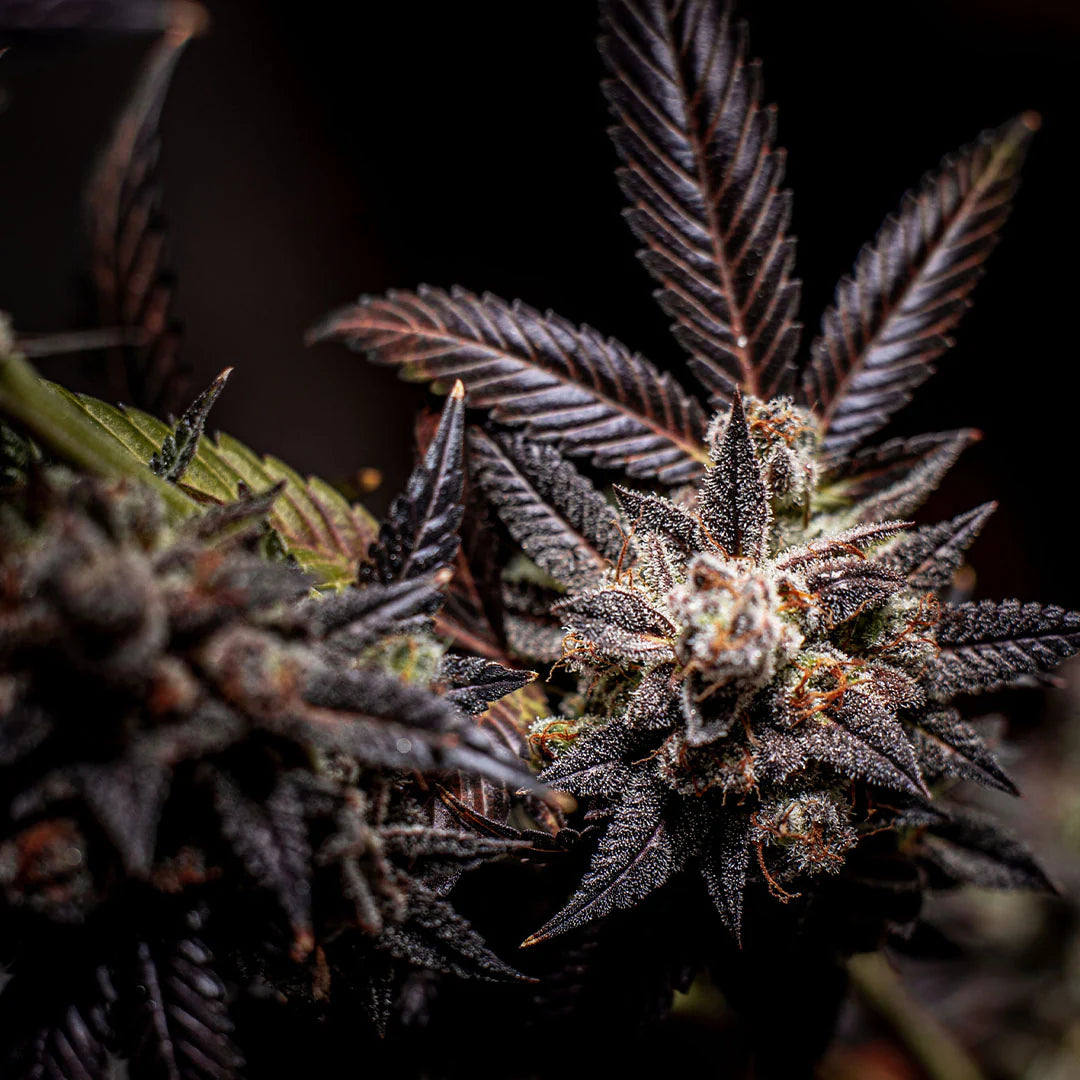 KUSHGOKU's (KUSH) AUTOFLOWERING SAMEN