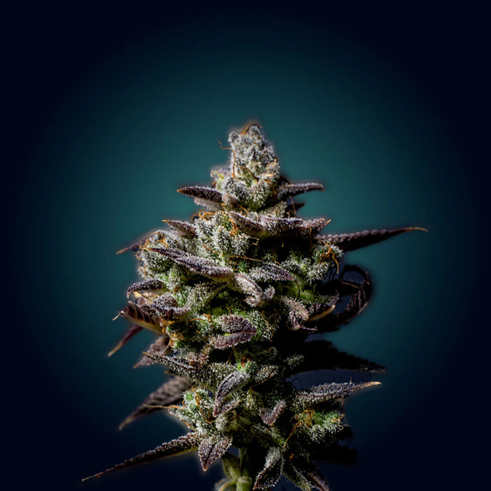 BABAHASE's (HAZE) FEMINISIERTE SAMEN