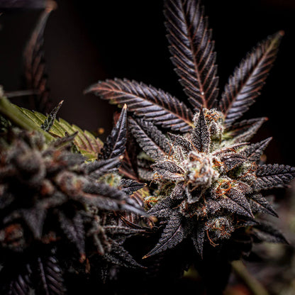 KUSHGOKU's (KUSH)  AUTOFLOWERING SAMEN