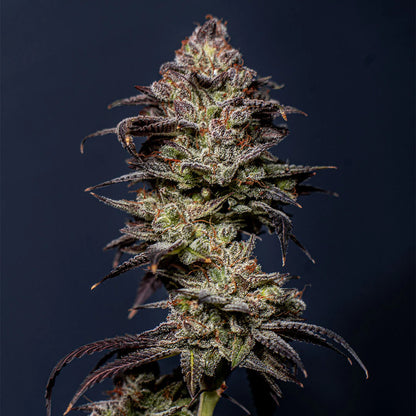 OGBROKKOLI's Cali-Strain🇺🇸 AUTOFLOWERING SAMEN